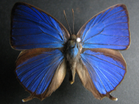 Arhopala madytus - Adult